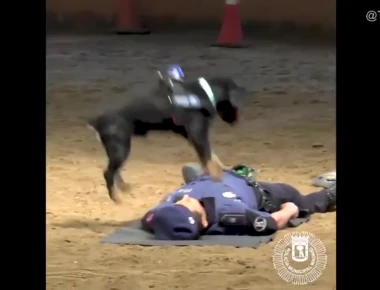 Σκύλος που σώζει ζωές - Κάνει τεχνιτή αναπνοή και ανάνηψη καλύτερα και από ανθρώπους